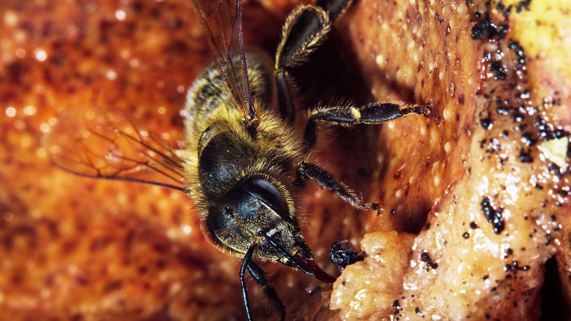 Медоносная пчела на груше
