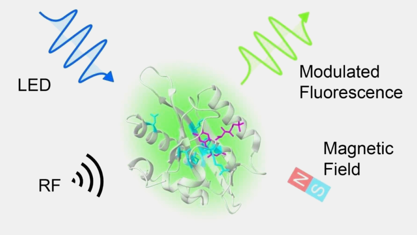 белок химия