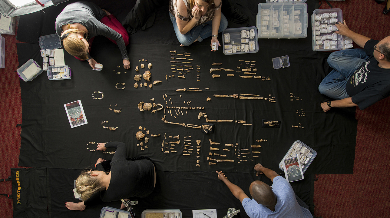 Загадка африканской пещеры: все скелеты Homo naledi оказались женскими