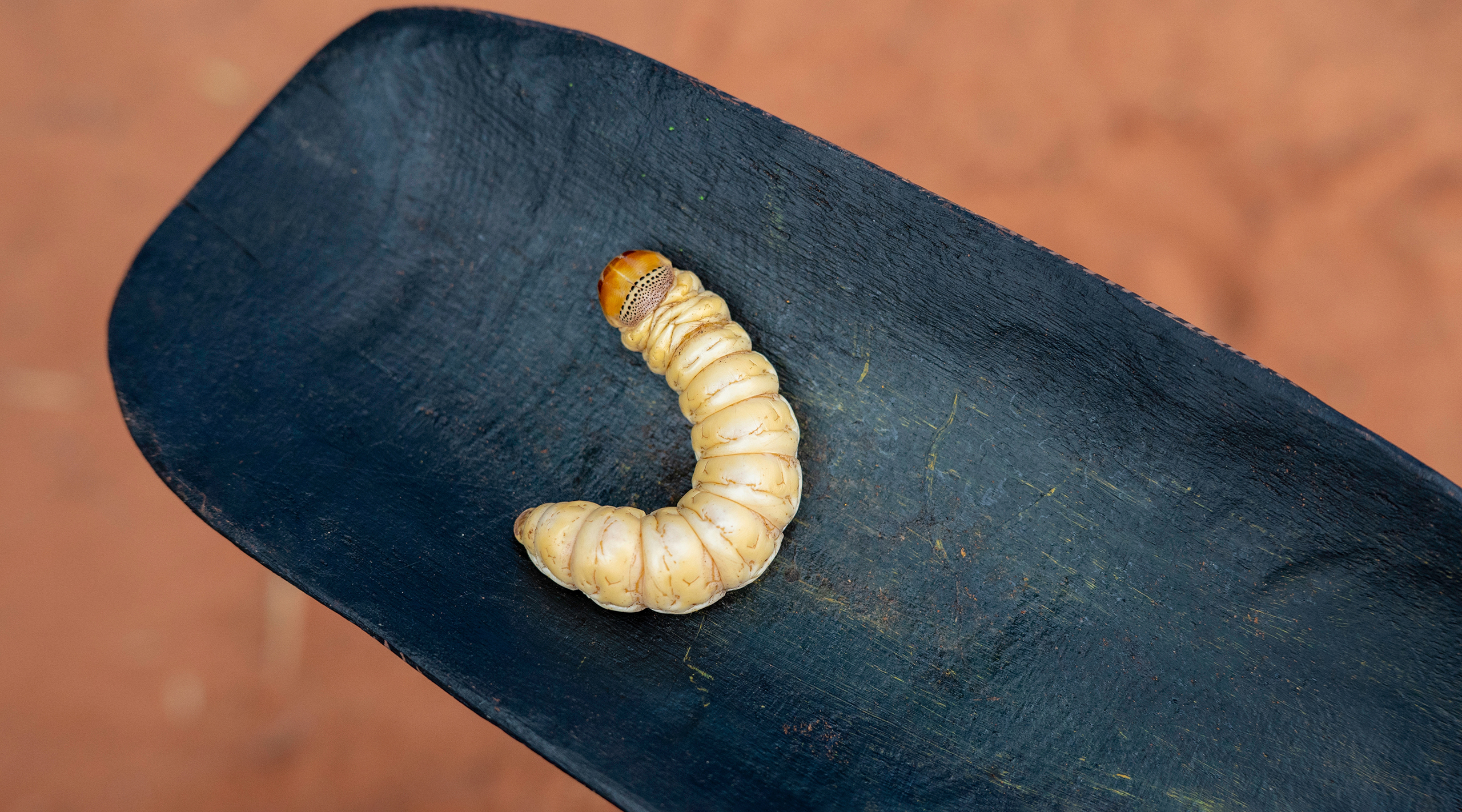Опарыш, древние люди