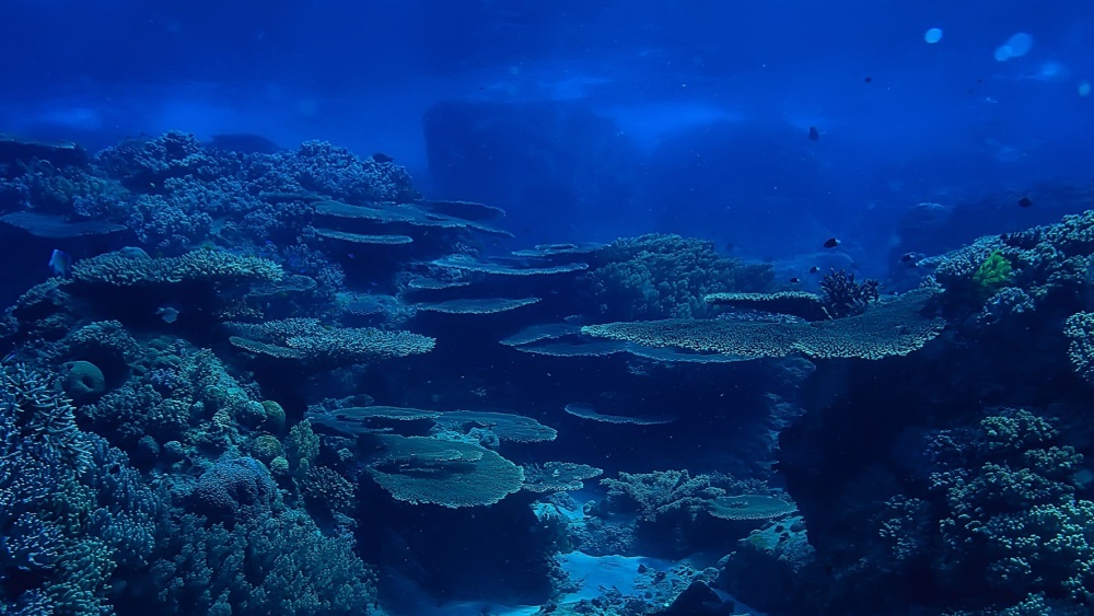 Глубоководных рыб с уникальным зрением обнаружили биологи