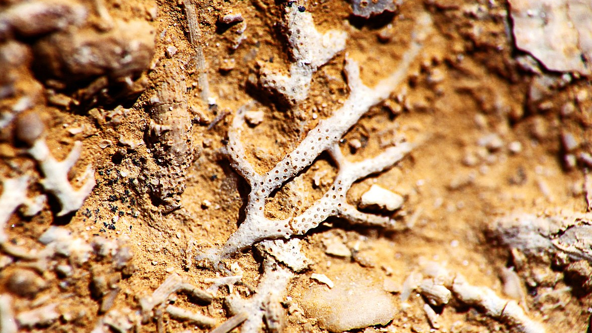 Гжельский ярус Верхний карбон, ископаемый образец Мшанки Rhombopora diafragmata Shulga Nesterenko