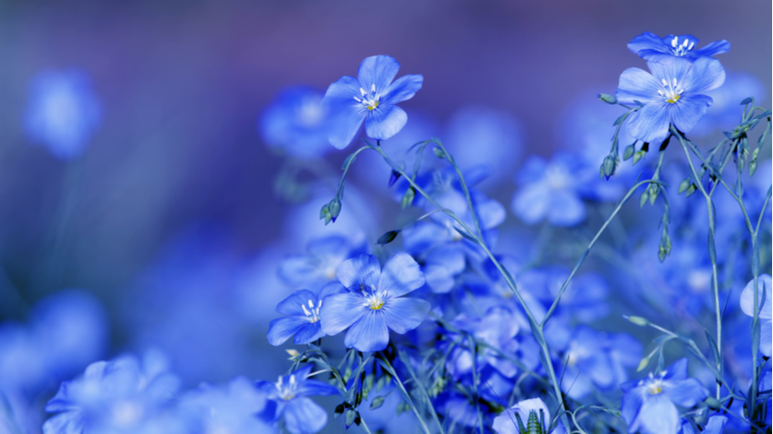 Синий цветок Изображения – скачать бесплатно на Freepik