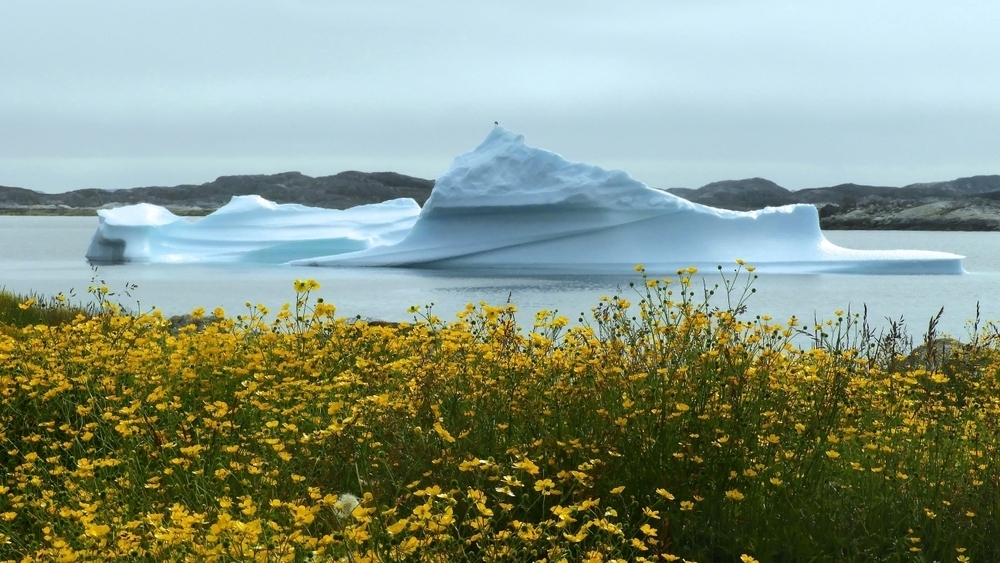 Новая угроза для Арктики: инвазивные растения