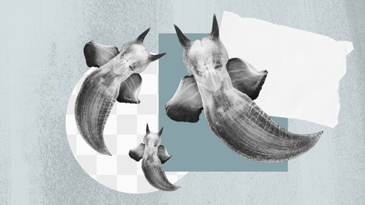 морские ангелы