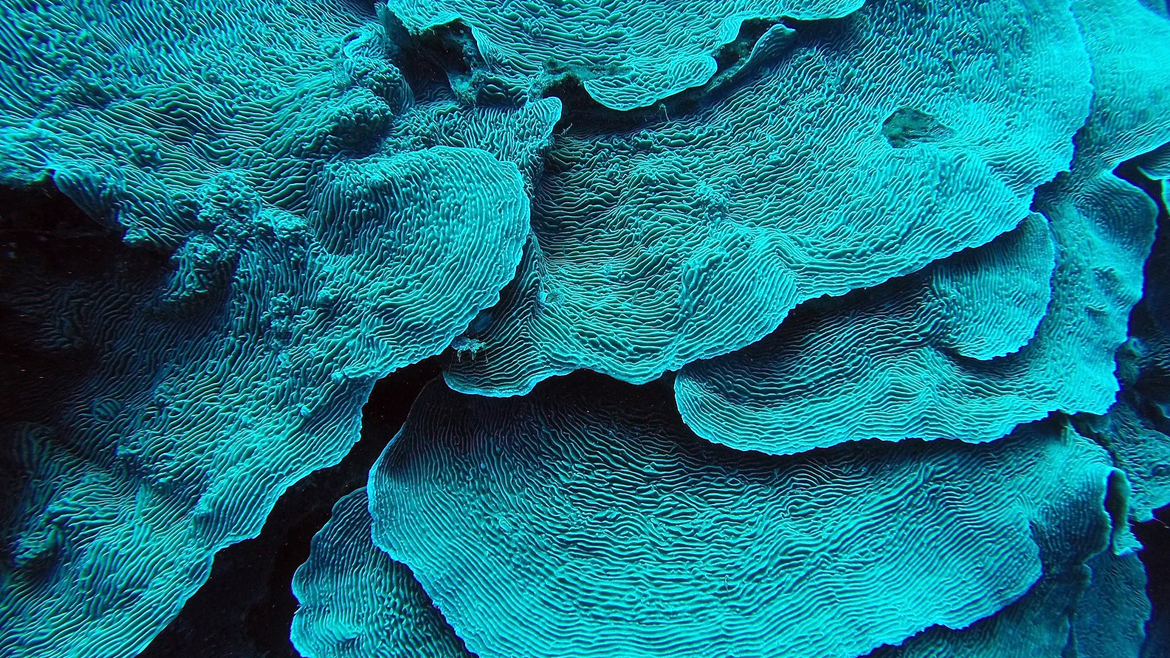Коралл. Фото сделано в районе Blue Hole (Дахаб, Египет)