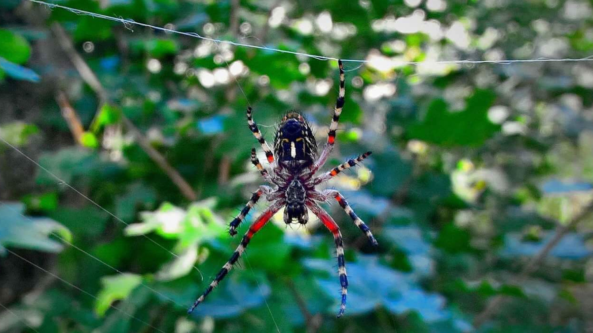 На фотографии изображен паук вид которого мне не знаком ։-) . Я встретил его в лесах Мегри.