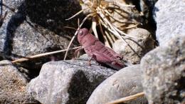 необычный розовый кузнечик