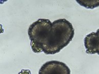 Софья Никитина - «Любовь» к науке / "Love" for science