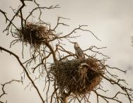 Эльвира Сагдиева - Ожидание