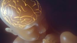 Нейробиологи узнали, что хранится в памяти сразу после рождения