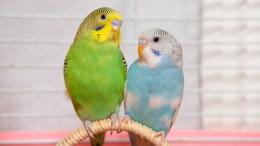 Дружба попугаев