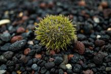 Ксюша Михайлова - Загадочный мир альголога