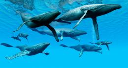 горбатые киты