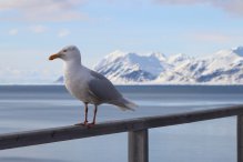 Игорь Василевич - Баренцбургский бургомистр. / Barentsburg`s Glaucous gull.