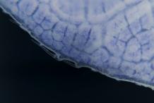 Ксения Орлова - Лист Ficus pumila