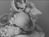 Наташа Лойко - Теремок для бактерий