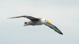 альбатрос, морская птица