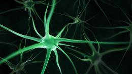 нейрон, нервная клетка