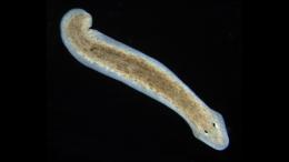 Биологи открыли новый механизм старения