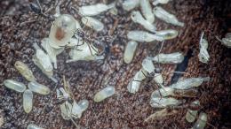 Куколки подают сигнал о самоуничтожении муравьям