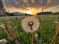Кустов Егор - Майский одуванчик.
