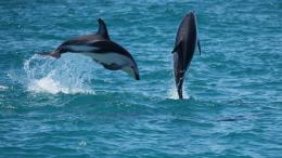 Биологи нашли у дельфинов неожиданный секрет молодости