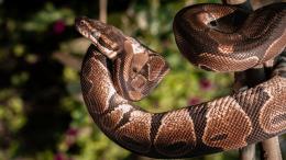 В крови питона нашли вещество, которое может стать лекарством для похудения
