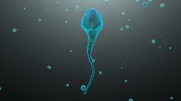 Эксперимент в невесомости показал: сперматозоиды в космосе теряют ориентацию