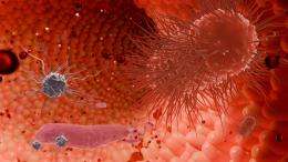 Раскрыт механизм влияния кишечных бактерий на поведение