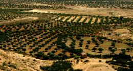 Римская маслобойня в Тунисе