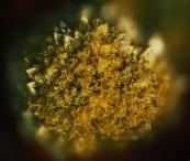 Тимофей Пашко - "Ёжик" минерального мира. Минерал сегнитит.