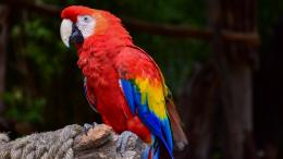 попугай ара
