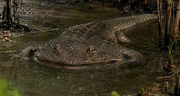 Arctobatrachus urdensis