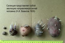 Елена Рогозина - What is wonderful  fine potatoes!