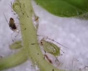 Андрей Филиппов - Красавица Тля