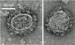 Вирусоподобные частицы, которые вырабатываются в организме после вакцинации и стимулируют образование антител.