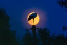 Андрей Белавин - Аист и лампочка