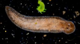 планария червь, бессмертие, регенерация