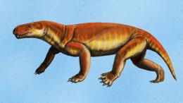 Следы возрастом 270 млн лет показали, как ходили предки млекопитающих