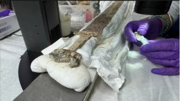 В Англии найден англосаксонский меч VI века в идеальном состоянии