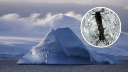 Микропластик впервые добрался до насекомых Антарктиды