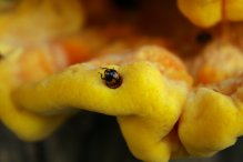 Margarita Glushkova - А завтра точно на диету!