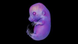 Мышиный эмбрион