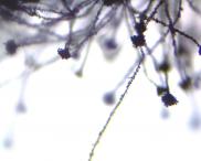 Ирина Ильина - Загадочная плесень