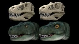Реальный и гипотетический черепа тираннозавра