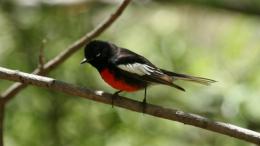 Красногрудый горихвостковый певун - птица, которая охотится «преследованием за смывом»