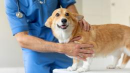 Впервые вырастили стволовые клетки для лечения собак