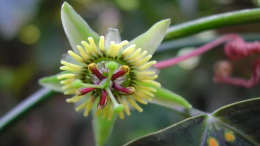 В Кембридже запустили эксперимент с «разговаривающими» растениями