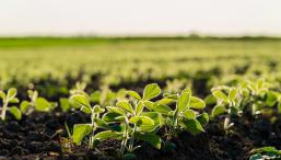 Ученые предложили рассыпать по сельхозполям миллионы тонн измельченного щебня